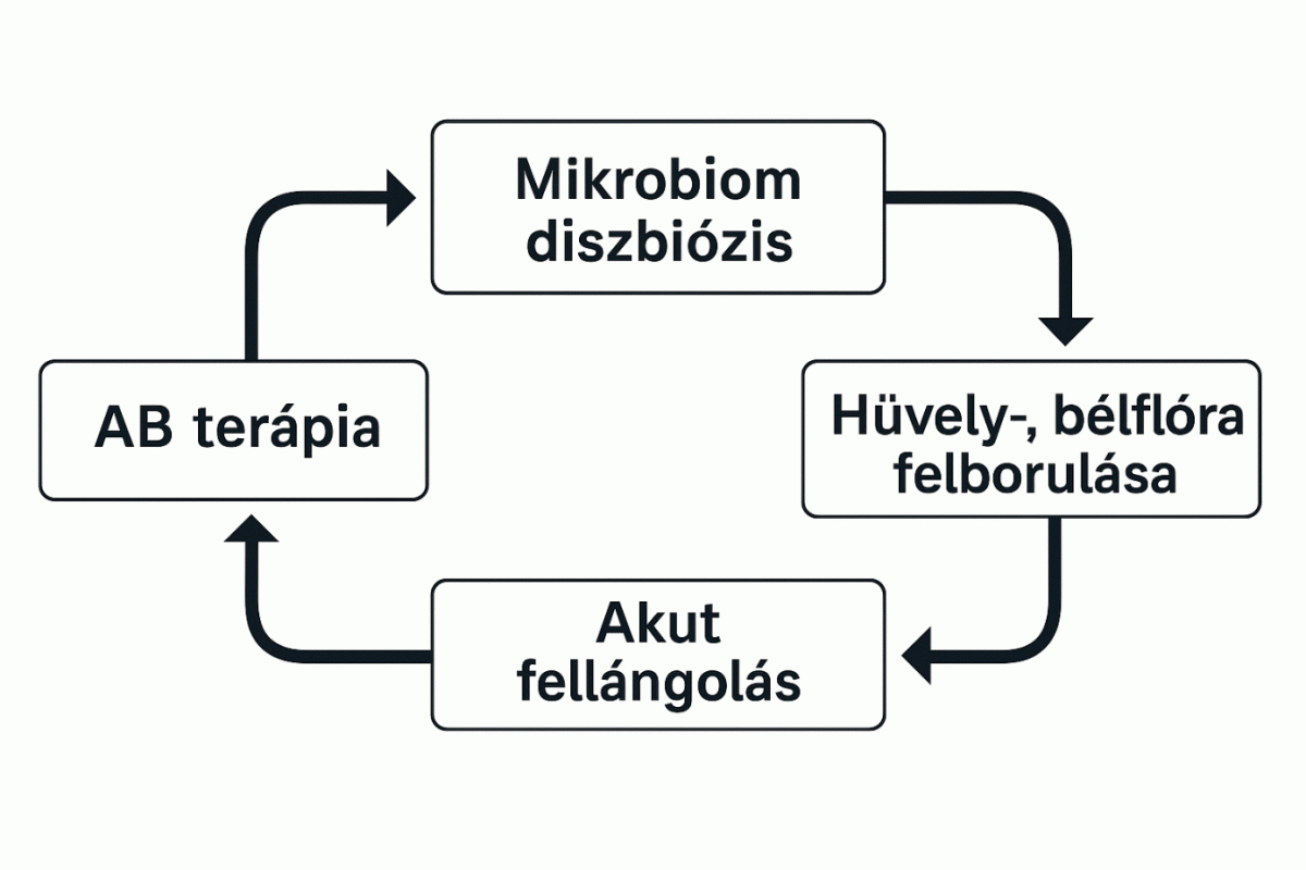 Körfolyamat: antibiotikum-terápia, mikrobiom-diszbiózis, a hüvely- és bélflóra felborulása, majd akut fellángolás, amely újabb antibiotikum-terápiához vezet.